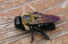 Hey, here's my bee!