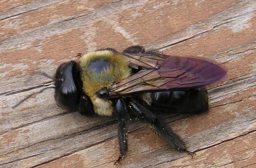 Hey, here's my bee!
