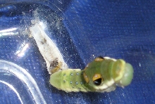 Hey, he molted!