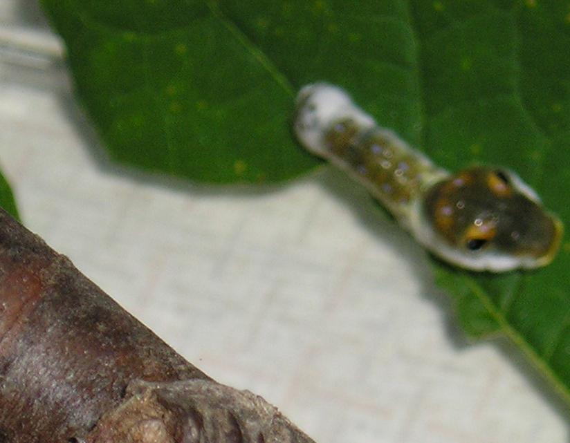 whoa! Here's Tiger Swallowtail larvae