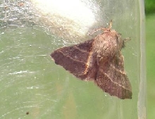 Tent Caterpillar Moth, male.