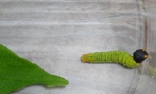 SSS larvae
