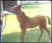 Chariti