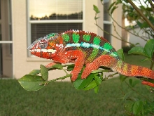 Male Ambilobe Panther