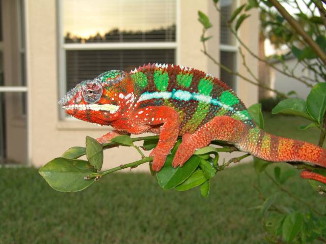 Male Ambilobe Panther