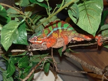 Ambilobe Breeding