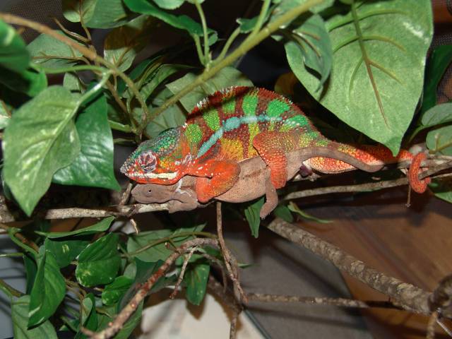 Ambilobe Breeding