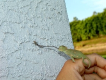 Baby Veiled Eating