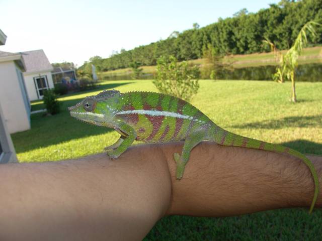 Ambilobe