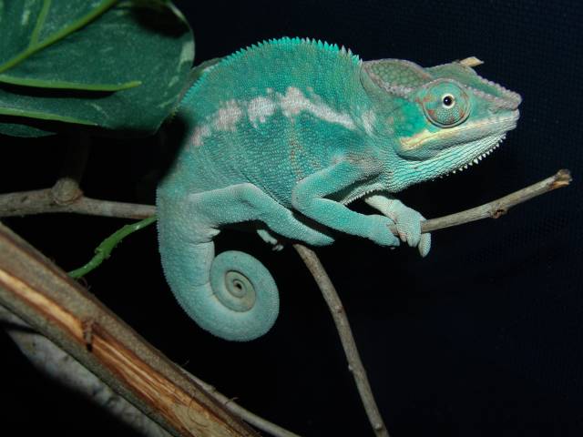 Nosey Be' Blue