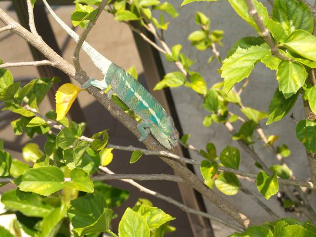 Nosey Be' Eating Hibiscus