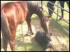 CHARITI & ROXIE