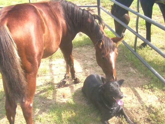CHARITI & ROXIE