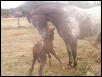 Neko & her new foal