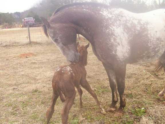 Neko & her new foal