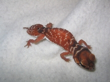 Nephrurus l. levis