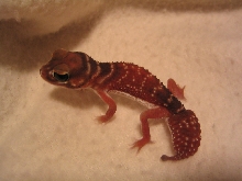 Nephrurus l. levis Male 1