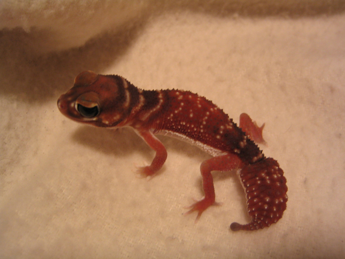 Nephrurus l. levis Male 1