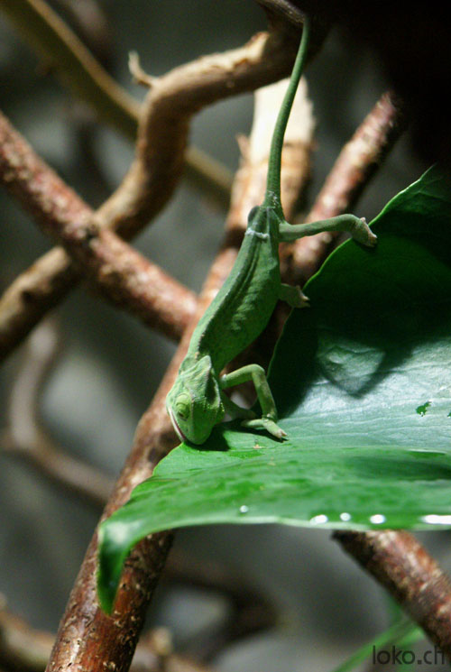 yussuf having some greens
