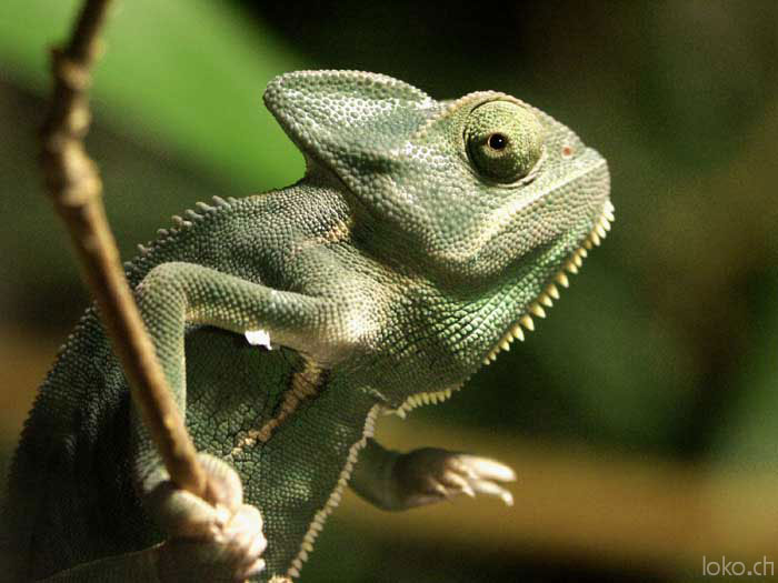 yussuf as a youngster