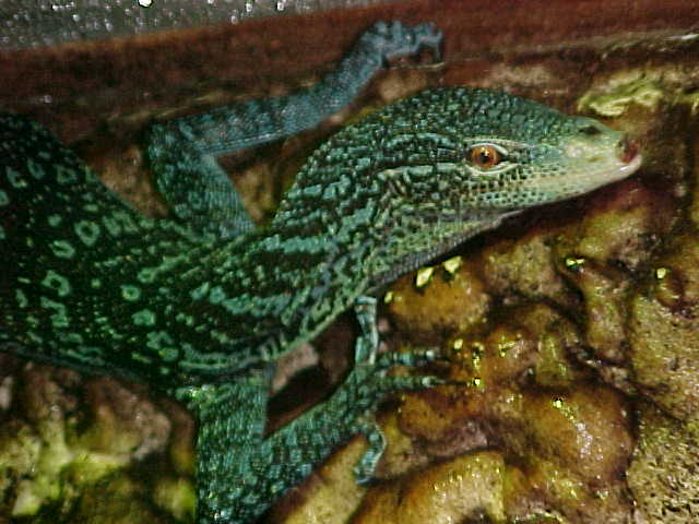 Male Blue Tree Monitor