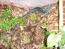 Blue Tree Monitor