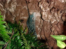 Azul Tree Monitor