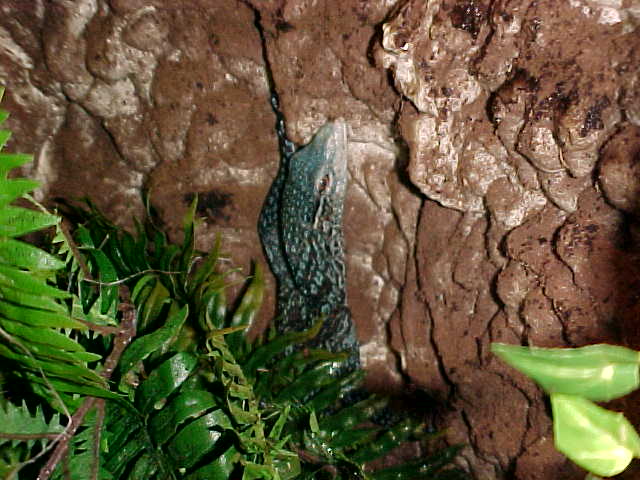 Azul Tree Monitor