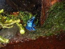 azureus female