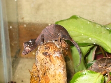 Phantasticus Female