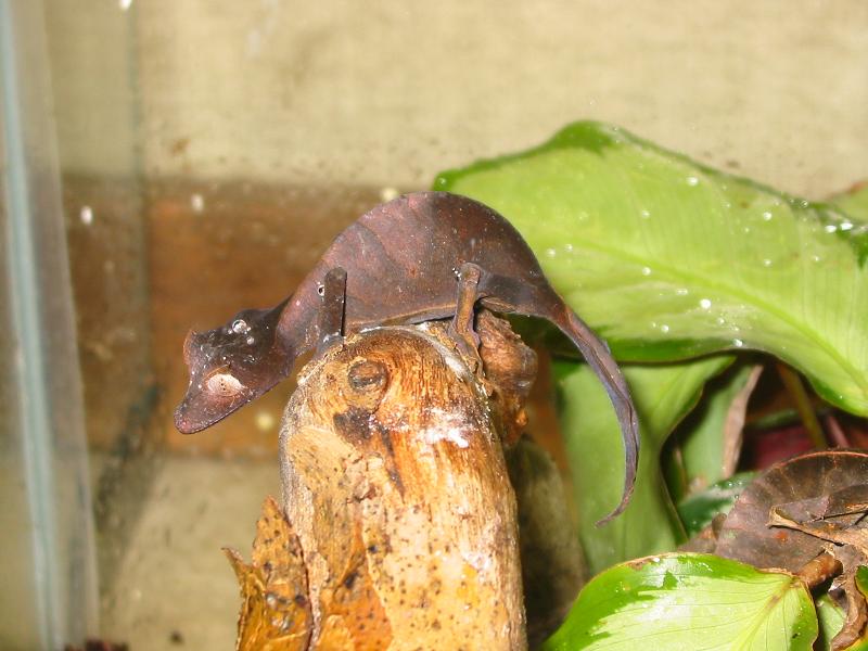 Phantasticus Female