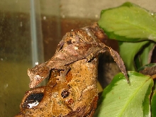Another Female Phantasticus