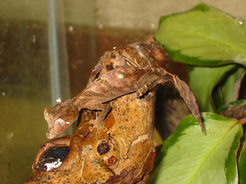 Another Female Phantasticus