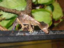 Male Phantasticus