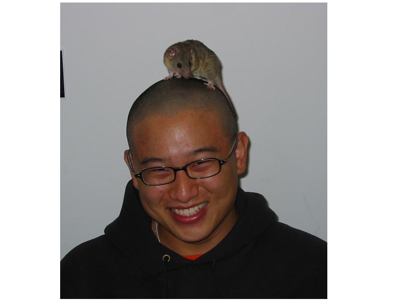 Short Tailed Possum