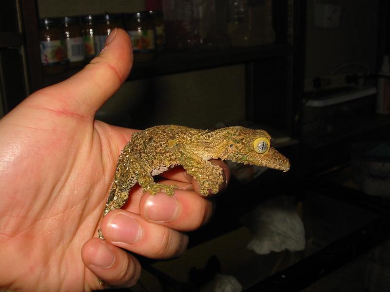 Sikorae Male
