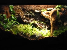 Azureus Tank 1