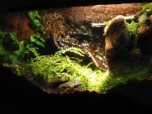 Azureus Tank 2