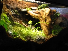 Azureus Tank 3
