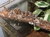 auriculatus1
