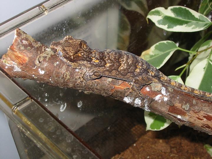 auriculatus1