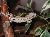 auriculatus2