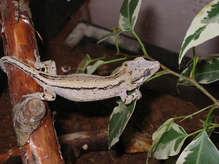 auriculatus2