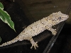 auriculatus3