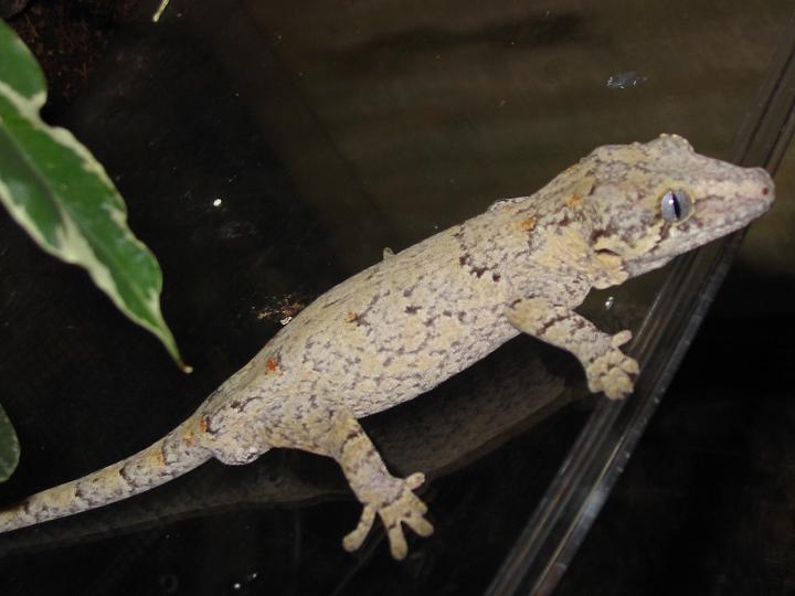 auriculatus3