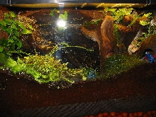 azureus tank