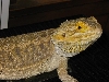 bearded dragon male