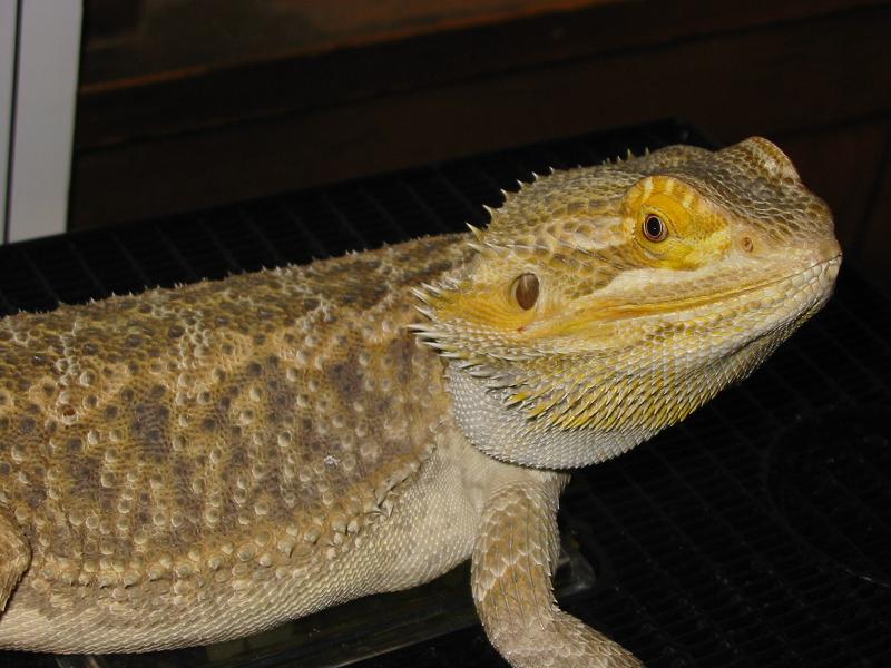 bearded dragon male