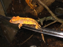 crested1