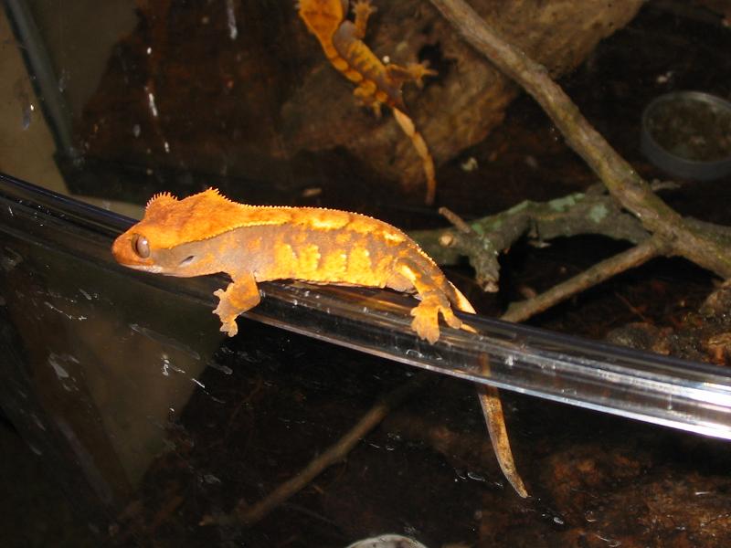 crested1